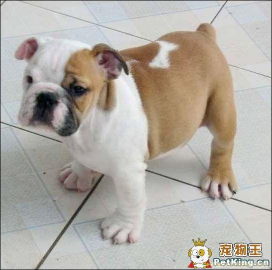 斗牛犬报价/斗牛犬供应