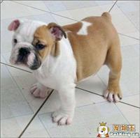 斗牛犬报价/斗牛犬供应