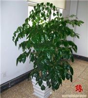 绿宝-植物租赁