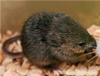 上海灭老鼠/灭老鼠-上海恒缘路环保科技有限公司