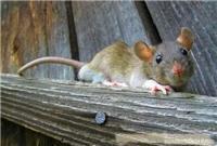 上海灭老鼠/灭杀老鼠-上海恒缘路环保科技有限公司