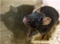 灭老鼠/上海灭老鼠-上海恒缘路环保科技有限公司