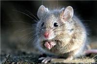 杀老鼠/上海灭杀老鼠公司-上海恒缘路环保科技有限公司