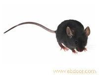 仓库灭老鼠/仓库怎么灭老鼠-上海恒缘路环保科技有限公司