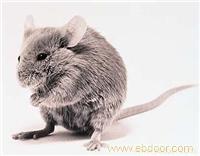 家庭灭老鼠/上海灭老鼠服务-上海恒缘路环保科技有限公司