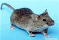 上海灭老鼠/灭老鼠服务电话/上海灭杀老鼠公司/上门灭老鼠价格/灭老鼠咨询电话