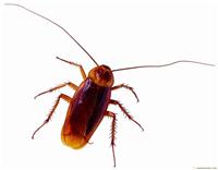 灭蟑螂/上海灭蟑螂服务/灭蟑螂服务电话/灭蟑螂服务公司