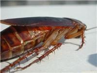 灭蟑螂/怎样灭蟑螂/怎么灭蟑螂效果好/上海灭蟑螂公司电话