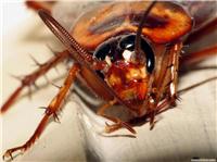 火锅店灭蟑螂/灭蟑螂服务/上海灭蟑螂公司/上门灭蟑螂公司电话