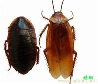 厨房灭蟑螂/灭蟑螂服务/上海灭蟑螂公司/上门灭蟑螂价格/上海灭蟑螂公司电话