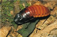 厨房怎么灭蟑螂/专业灭蟑螂公司/上海灭蟑螂服务/灭蟑螂公司电话/上门灭蟑螂价格