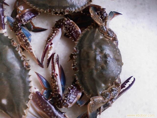 连云港海鲜_连云港海鲜高清大图_连云港海鲜