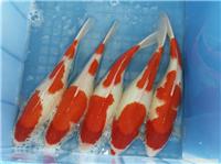 日本锦鲤鱼价格