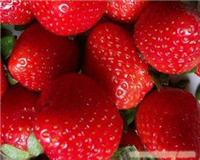 上海采草莓,上海摘草莓