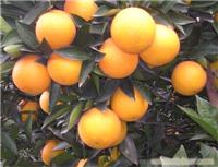 找麻阳村嫂土特产的柑橘 椪柑 中国冰糖橙之乡