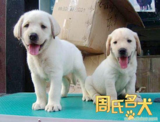 上海纯种拉布拉多导盲犬出售