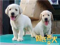 上海纯种拉布拉多导盲犬出售