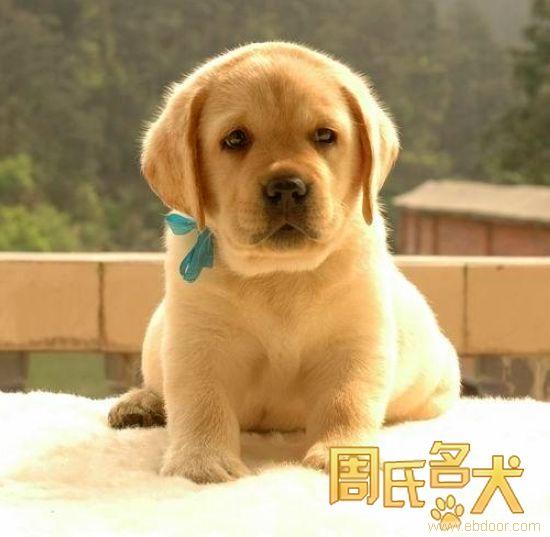 上海哪里能买到纯种拉布拉多导盲犬