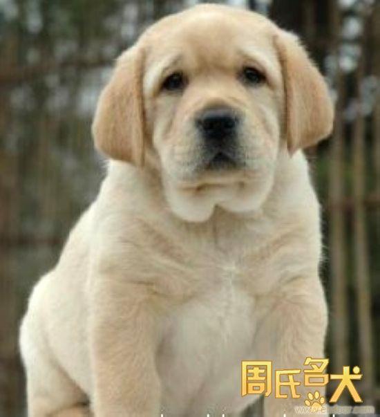上海哪里能买到赛级拉布拉多