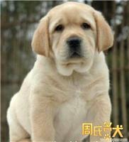 上海哪里能买到赛级拉布拉多