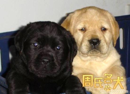 上海地区纯种拉布拉多幼犬出售