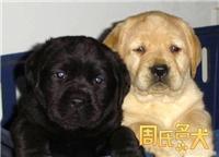 上海地区纯种拉布拉多幼犬出售