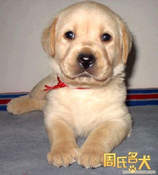 上海的拉布拉多幼犬出售