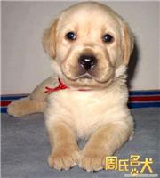 上海的拉布拉多幼犬出售