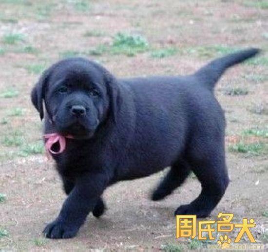 上海能买到纯种拉布拉多吗