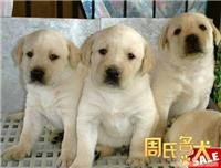 上海最健康的拉布拉多犬出售
