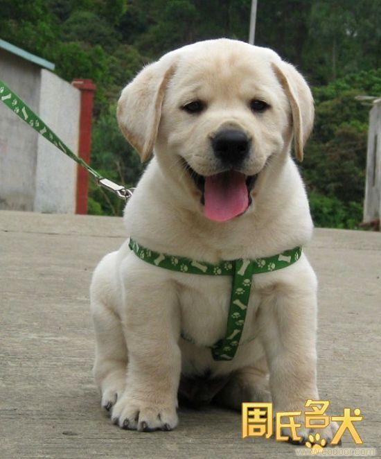 纯种拉布拉多幼犬出售
