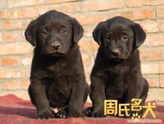 纯种大头宽嘴拉布拉多幼犬出售