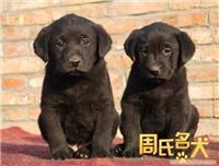 纯种大头宽嘴拉布拉多幼犬出售