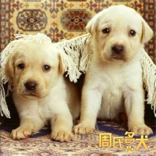 纯种赛级拉布拉多幼犬出售
