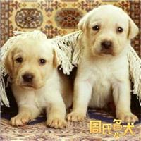 纯种赛级拉布拉多幼犬出售