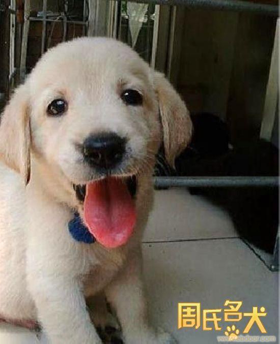 上海哪里能买到健康的拉布拉多