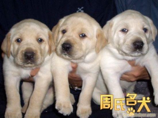 哪里能买到纯种赛级拉布拉多犬