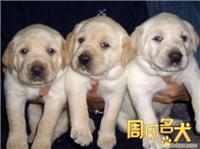 哪里能买到纯种赛级拉布拉多犬