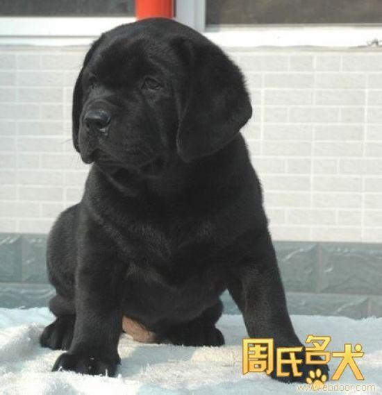 上海地区纯种拉布拉多幼仔出售