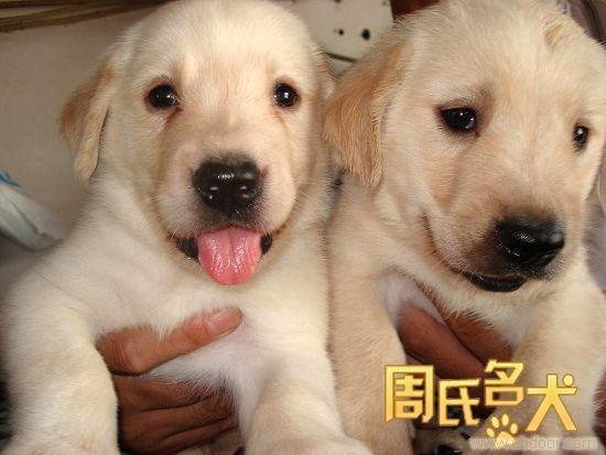 哪里可以买到纯种拉布拉多幼犬