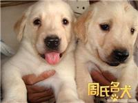 哪里可以买到纯种拉布拉多幼犬