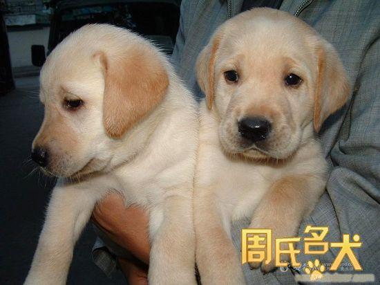 哪里可以买到品质好的拉布拉多幼犬