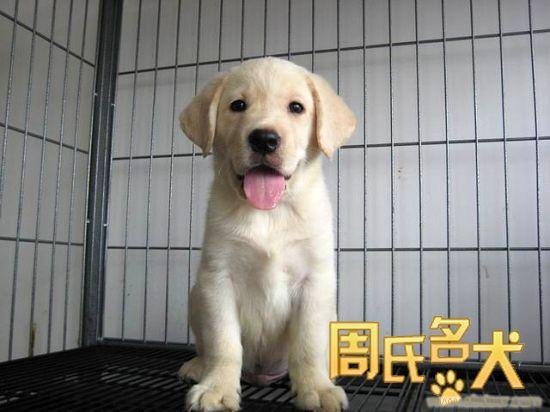 上海地区的拉布拉多出售