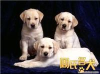 上海地区哪里能买到高品质拉布拉多幼犬