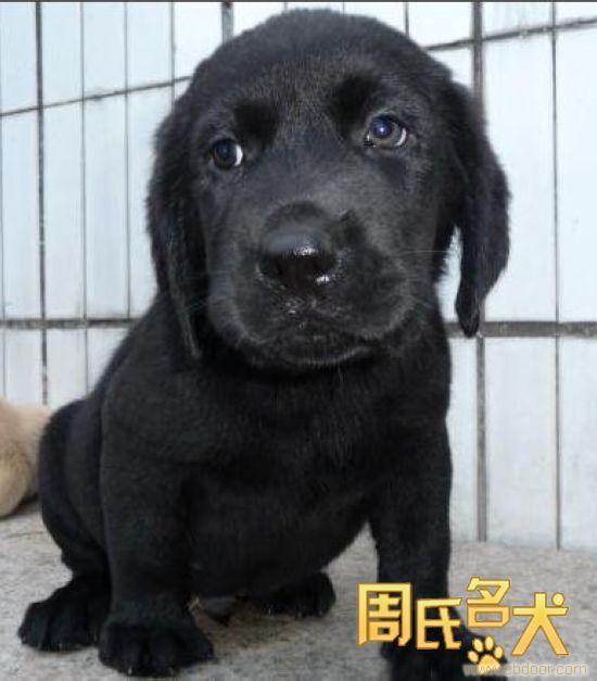 出售纯种赛级拉布拉多幼犬