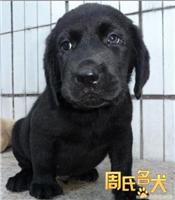 出售纯种赛级拉布拉多幼犬