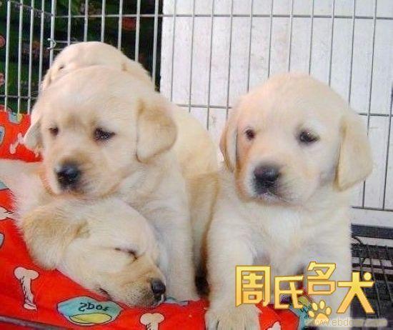 上海哪里能购买到纯种的拉布拉多犬