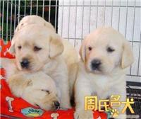 上海哪里能购买到纯种的拉布拉多犬