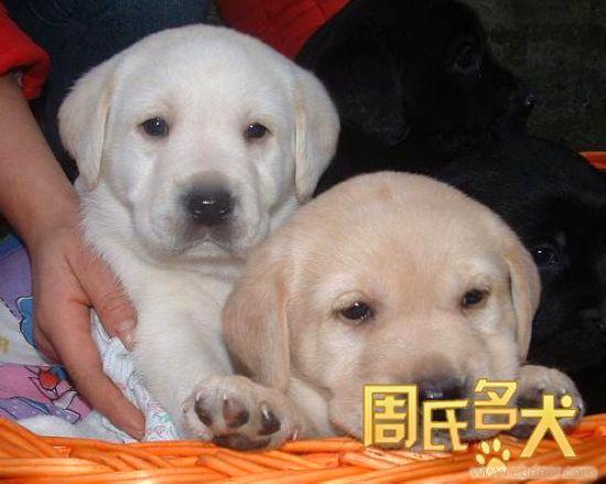 上海哪里能买到赛级拉布拉多幼犬