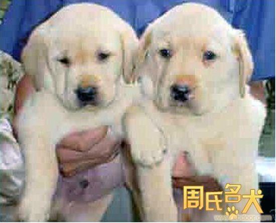 周氏名犬出售纯种拉布拉多导盲犬